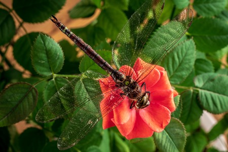 Dragonfly on a flower of a red rose. Macro photoの写真素材