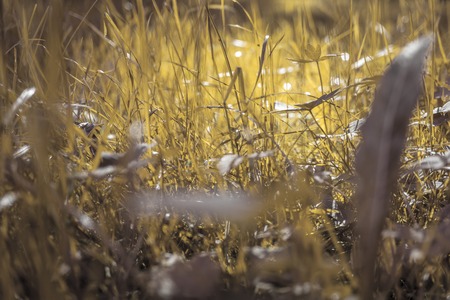 Background of the grass lit by the sunの写真素材