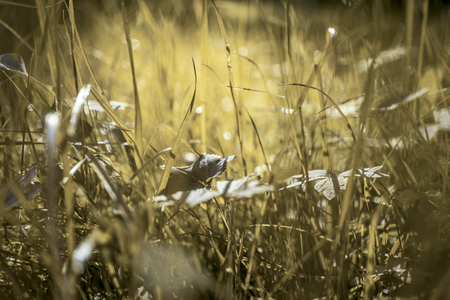 Background of the grass lit by the sunの写真素材