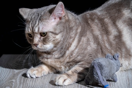 Close-up domestic cat of scottish breed