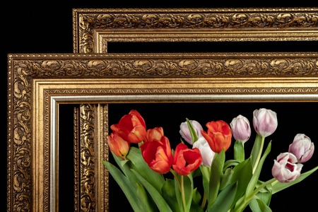 A bouquet of tulips in a frame for paintings on a black background