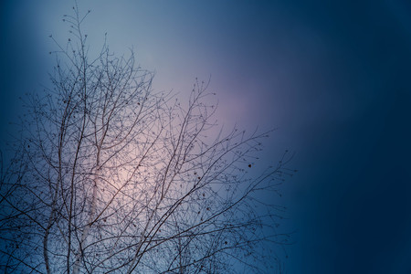Birch branches against the sky