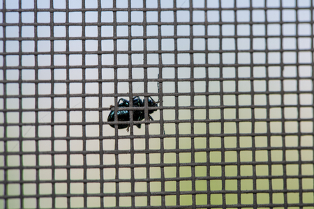 Insect on mosquito net close up.の写真素材