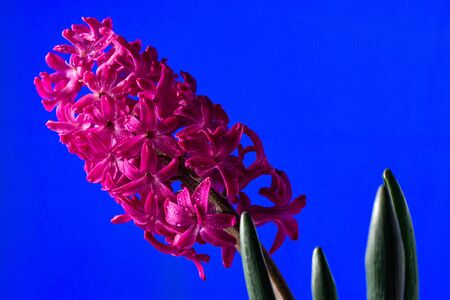 Beautiful purple hyacinth flower close-up on a dark blue background.