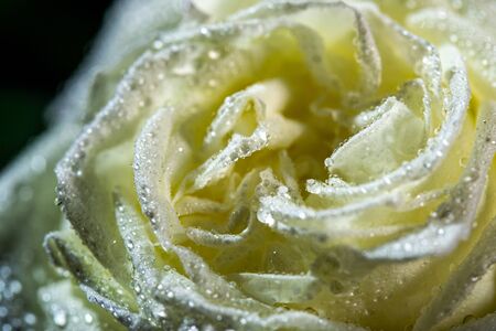 White roses with water drops on a dark backgroundの写真素材