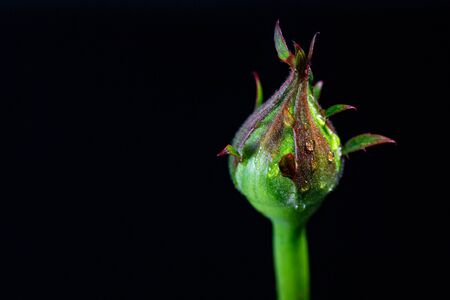 White roses with water drops on a dark background.の写真素材