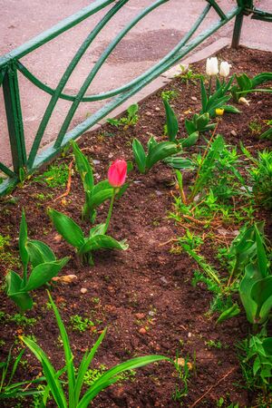 Tulips growing in the ground along with other plants.の写真素材