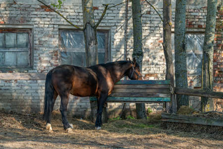 Bay horse on a farm on a sunny day.の写真素材