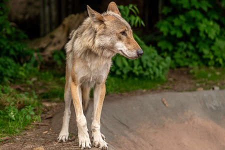 The gray wolf runs in the zoo, close-up