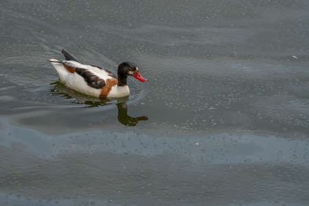 Ducks and geese in the zooの写真素材