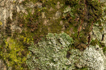 Bark of an old tree covered with moss, close up.