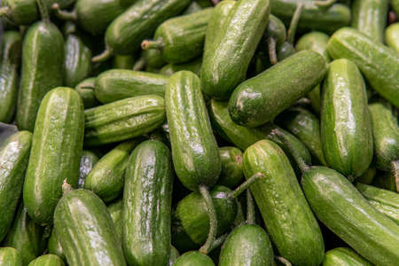 fresh cucumbers on the counter in the supermarket