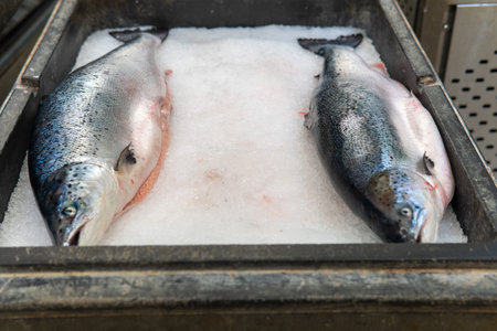 fresh salmon lying on ice in a supermarketの写真素材