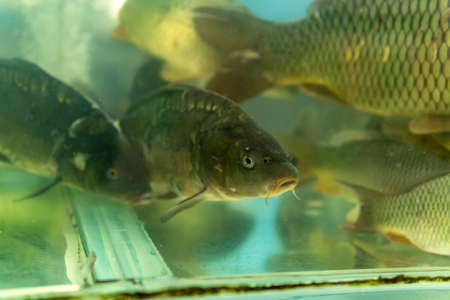 live carps swimming in the aquarium in the supermarketの写真素材