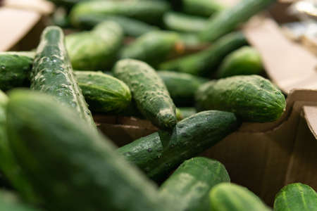 fresh cucumbers on the counter in the supermarketの写真素材