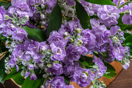 Bouquet of gently lilac Matthiola flowers on a black backgroundの写真素材