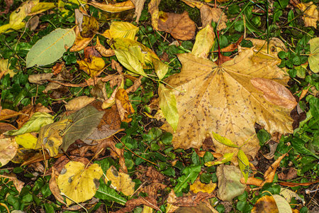Background of autumn leaves fallen to the ground from trees.の写真素材