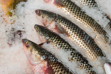 Fresh fish lies on ice in a supermarket.