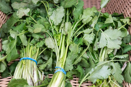 Parsley plant sold in a supermarket.の写真素材