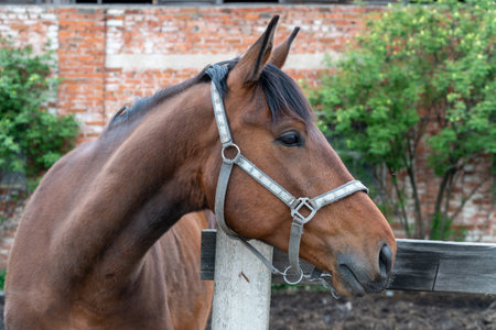A horse stands in a paddock on a farm.の写真素材