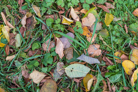 Background of autumn leaves fallen to the ground from treesの写真素材