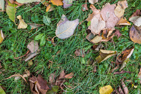 Background of autumn leaves fallen to the ground from treesの写真素材