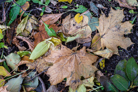 Background of autumn leaves fallen to the ground from treesの写真素材