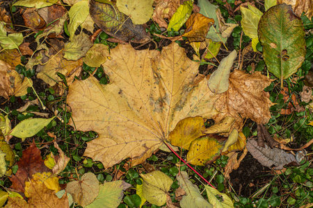 Background of autumn leaves fallen to the ground from treesの写真素材