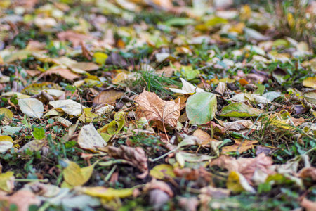 Background of autumn leaves fallen to the ground from trees