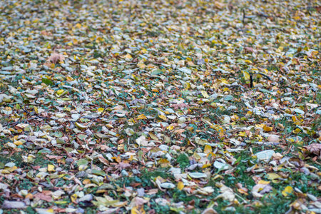 Background of autumn leaves fallen to the ground from treesの写真素材