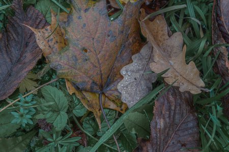 A close-up of fallen autumn leaves scattered over green grass, dotted with fresh dew. Rich browns,...