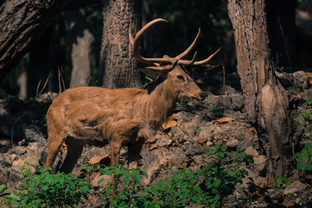 Deer with Beautiful Horn or Antler Standing in Forest and Instinct to be Careful of the Danger of the Enemy in Wild.の写真素材