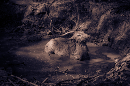 Deer with Beautiful Horn or Antler Sit in the Mud Pond and Instinct to be Careful of the Danger of the Enemy in Wild.の写真素材