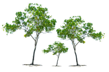 Tropical trees of thailand on white background