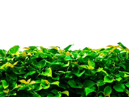 Tropical trees of thailand on white backgroundの写真素材