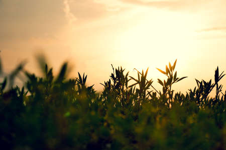 Grass on the field during sunrise. Agricultural landscape in the summer time. abstract spring background or summer background with fresh grassの写真素材