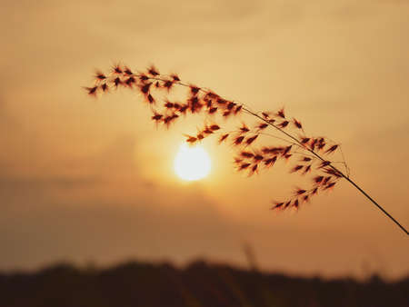 Grass on the field during sunrise. Agricultural landscape in the summer time. abstract spring background or summer background with fresh grassの写真素材