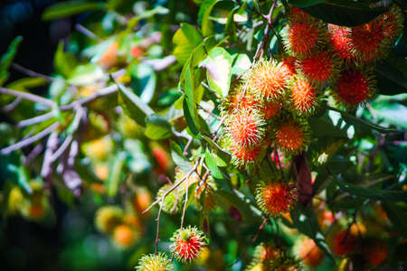The red rambutan is on the rambutan tree. Appetizing Thai fruit. Fresh rambutan with leaves. Rambutan on tree, Tropical fruit, Rambutan tree background, Orchard fruit, Rambutan from thailandの写真素材