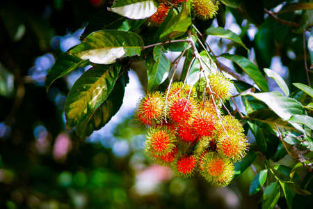 The red rambutan is on the rambutan tree. Appetizing Thai fruit. Fresh rambutan with leaves....