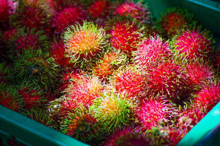 The red rambutan is on the rambutan tree. Appetizing Thai fruit. Fresh rambutan with leaves. Rambutan on tree, Tropical fruit, Rambutan tree background, Orchard fruit, Rambutan from thailandの写真素材