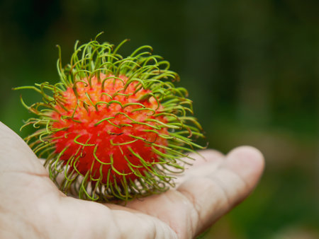 rambutan fruit on rambutan tree Thai fruit that tastes sweet and delicious when ripe, red.の写真素材