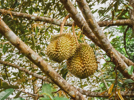 Fresh durian fruit is on the durian tree in Thailand.の写真素材