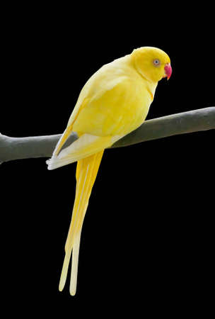 the yellow parrot perched on branch on colored background