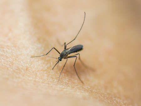 Close-up of a mosquito sucking blood clinging to a person's skin. concept of infectious diseaseの写真素材