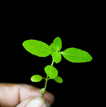The tree grows from perfect soil. agricultural concept, planting