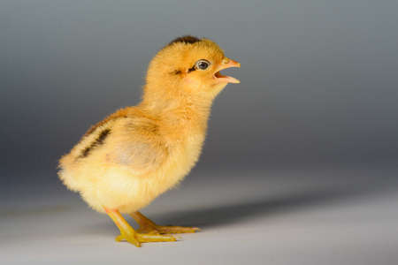 3 day old chicks on a white backgroundの写真素材