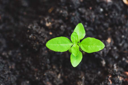 The tree grows from perfect soil. agricultural concept, planting