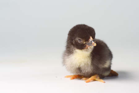 3 day old chicks on a white backgroundの写真素材