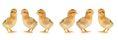 3-day old chicks on a colored background . Cute little chicken isolated on a colored backgroundの写真素材