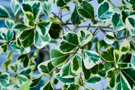 Leaves with beautiful natural patterns